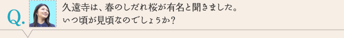 久遠寺は、春のしだれ桜が有名と聞きました。 いつ頃が見頃なのでしょうか？