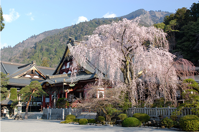 春の身延山の写真1