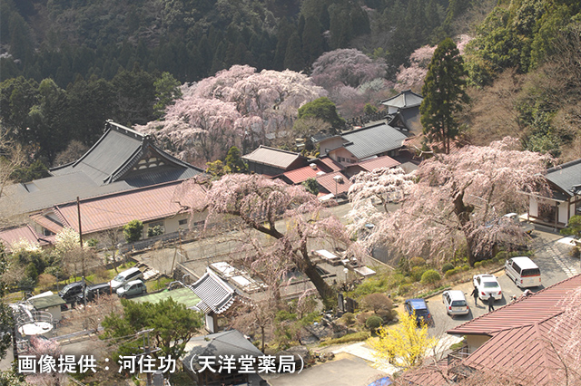 春の身延山の写真2 画像提供：河住功（天洋堂薬局）