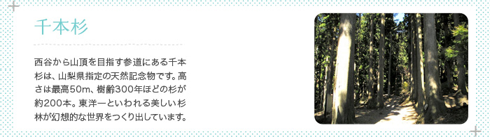 千本杉 西谷から山頂を目指す参道にある千本杉は、山梨県指定の天然記念物です。高さは最高50m、樹齢300年ほどの杉が約200本。美しい杉林が幻想的な世界をつくり出しています。